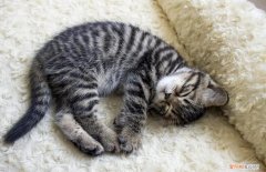 猫咪蹲着蜷缩睡觉是为什么呢视频 ，猫咪蹲着蜷缩睡觉是为什么呢图片？