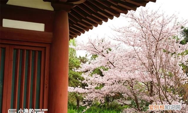 2020樱花开放时间表西安青龙寺 西安青龙寺大美樱花如约而至