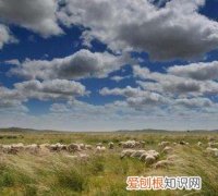 敕勒歌古诗诵读视频，敕勒歌点睛之笔是哪一句