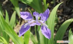 鸢尾什么季节开花，鸢尾什么时候开花季节