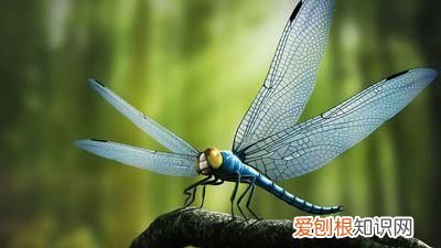 蜻蜓目中的蜻蜓和豆娘的区分是什么