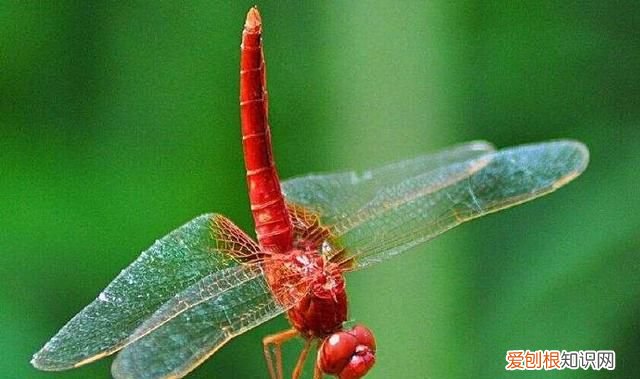 蜻蜓目中的蜻蜓和豆娘的区分是什么