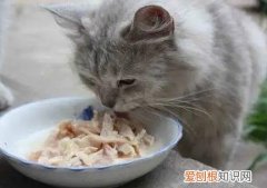 猫罐头为什么会成冻 ，猫罐头酸酸的味道是正常的吗？