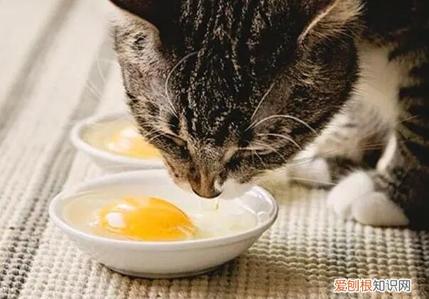 猫为什么补充牛磺酸 ，猫咪为什么要补充牛磺酸？