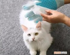 猫咪掉毛怎么办记住这四点了呢 ，猫咪掉毛怎么办记住这四点了没事吧？