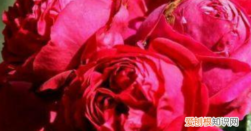 红双喜月季勤花，品种月季有哪些品种