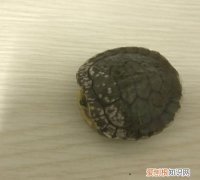 乌龟养久了会有怨气，家里养龟为什么不好