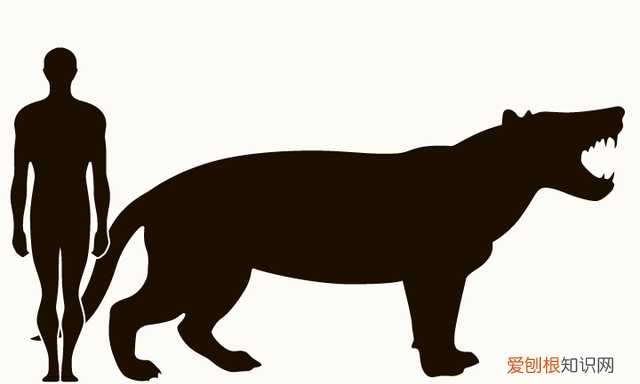 世界上最大的肉食哺乳动物北极熊