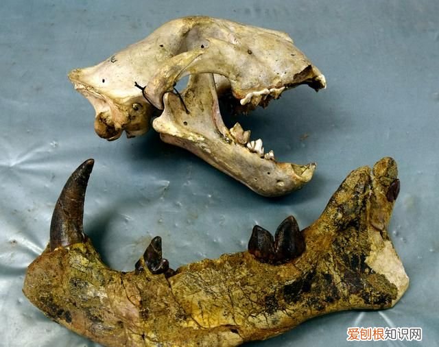 世界上最大的肉食哺乳动物北极熊