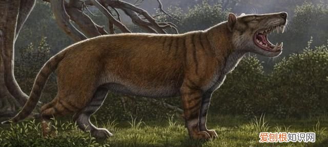 世界上最大的肉食哺乳动物北极熊