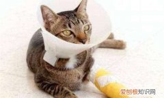 猫咪外伤感染化脓怎么处理，猫咪伤口发炎流脓用什么药效果好