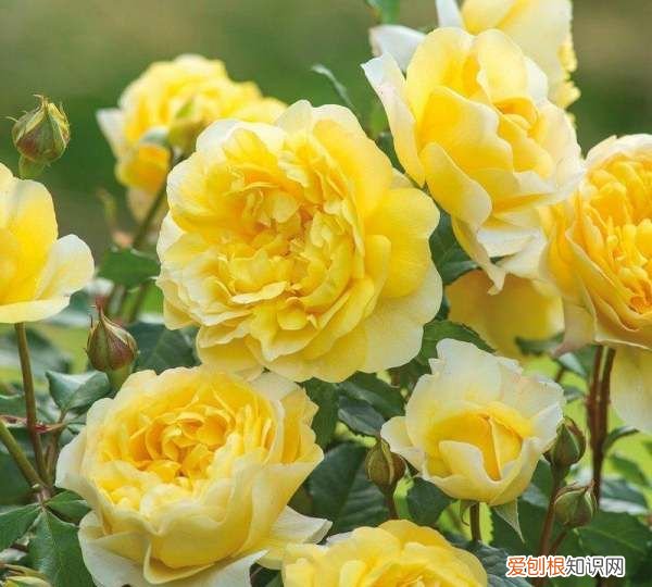 月季蔷薇叶子枯了，月季黄叶病用什么药