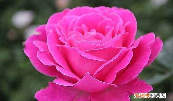 月季蔷薇叶子枯了，月季黄叶病用什么药