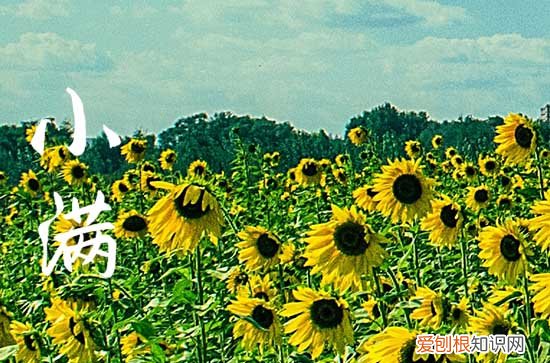 2023小满节气吃什么 2023小满吃什么风俗食物