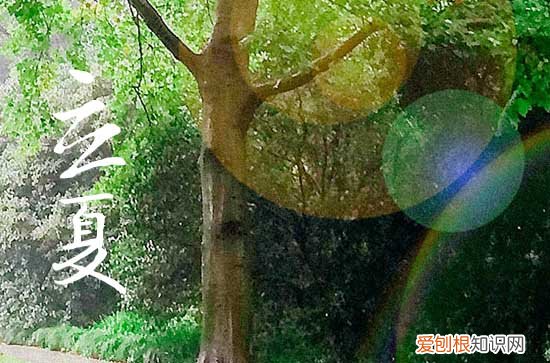 2023立夏是几月几号 什么时候立夏2023年的几月份立夏