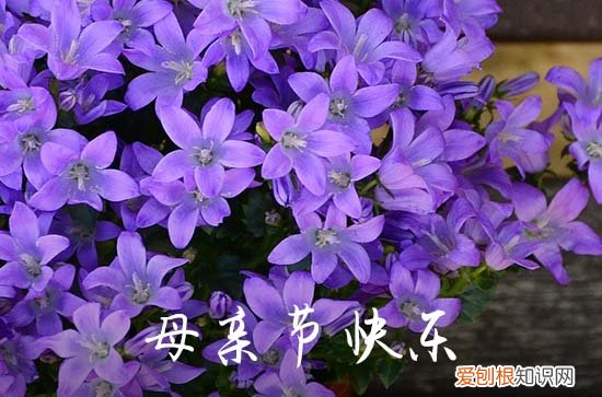 110句 最新母亲节祝福语短句