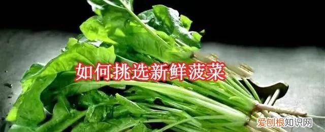 一元一斤菠菜怎么吃,3毛钱一斤的菠菜