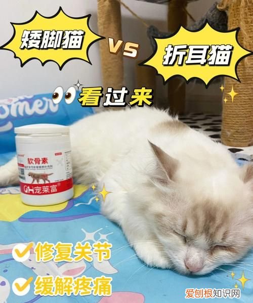 猫软骨素可以随便吃，折耳猫没发病吃软骨素的危害