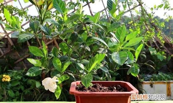 桅子开花期间怎么管理,栀子花的养护技巧和方法