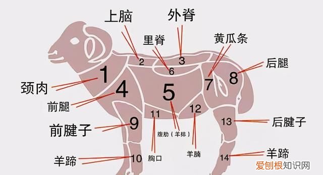 羊肉挑选前腿还是后腿肉好吃 羊肉前腿肉和后腿肉肋排哪个好