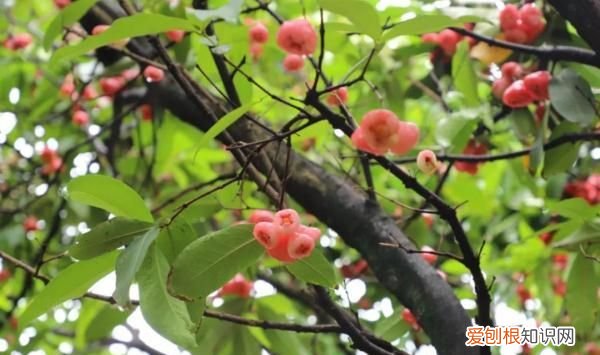 深圳荔枝免费吃的大学