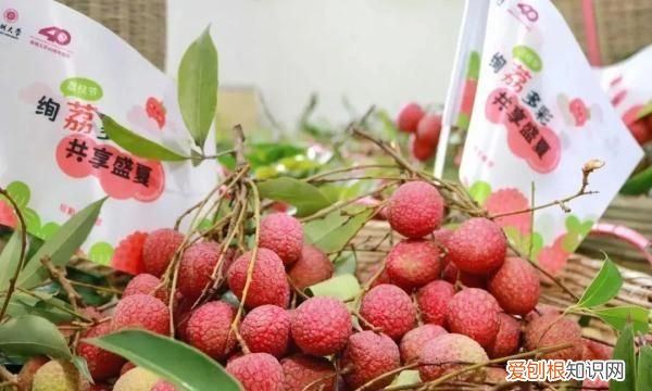 深圳荔枝免费吃的大学