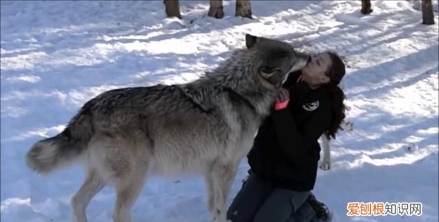 犬科动物真的打不过猫科动物