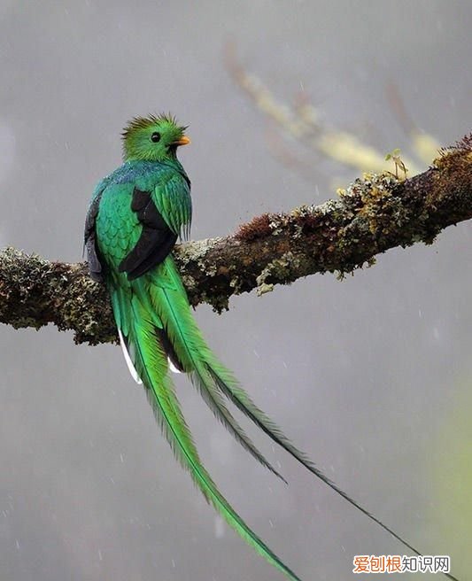 最具环保色的小鸟,你知道几种颜色