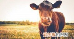 牛是怎么反刍的，牛的反刍特点是什么