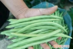 四季豆怎样长期保存，四季豆豆米怎么保存最好
