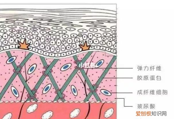 美肤宝套装多少钱一套？