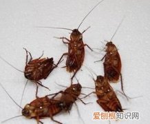 为什么屋里会有蟑螂，为什么一个人的屋子里会有很多蟑螂