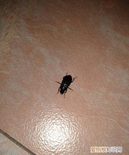 蟑螂冲进厕所会爬上来,蟑螂冲进马桶里还会爬出来吗