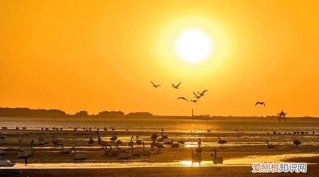 国威酱酒53度多少钱一瓶