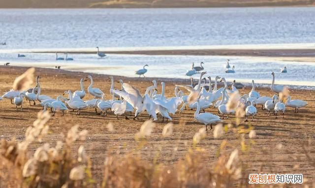 国威酱酒53度多少钱一瓶