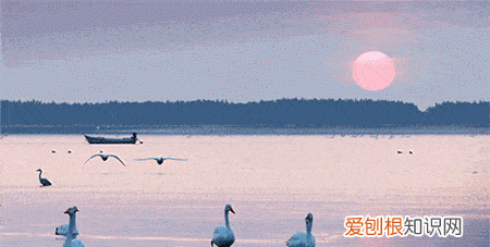 国威酱酒53度多少钱一瓶