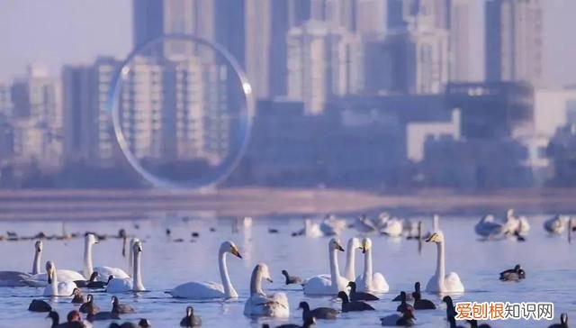 国威酱酒53度多少钱一瓶