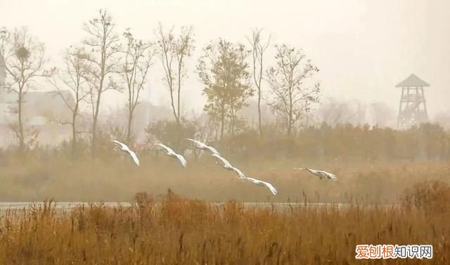 国威酱酒53度多少钱一瓶