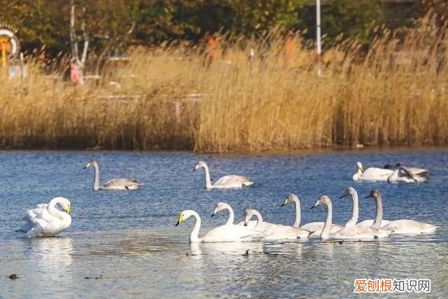 国威酱酒53度多少钱一瓶