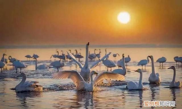 国威酱酒53度多少钱一瓶