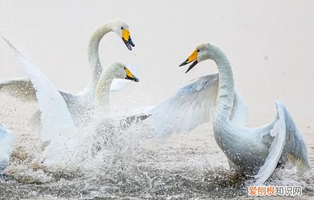 国威酱酒53度多少钱一瓶