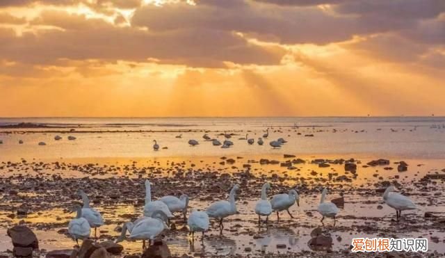 国威酱酒53度多少钱一瓶