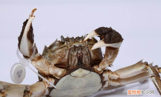 大闸蟹活力不足还能吃吗