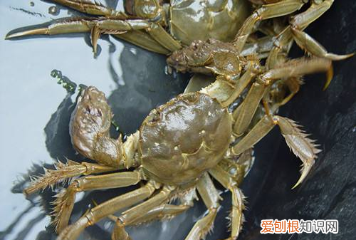 大闸蟹活力不足还能吃吗