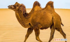 骆驼有几个驼峰