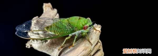 家里有蝉琅虫子怎么治，家里衣柜里发现蝉符怎么办呢