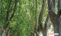 杨树传播种子的方法，杨树利用什么传播种子?