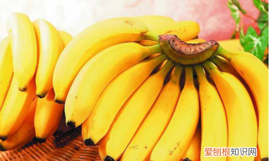 金丝熊吃什么水果，金丝熊能吃什么水果