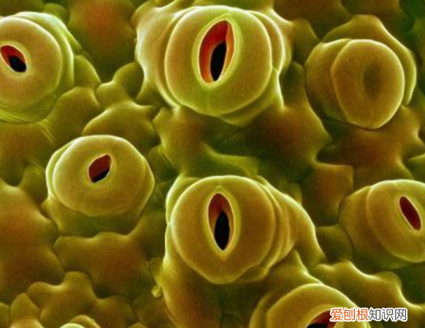 保卫细胞吸水膨胀气孔为什么张开