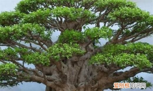 榕树的养殖方法和注意事项，榕树养殖方法和注意事项有哪些